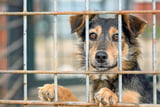 7 Mythen über Tierschutzhunde